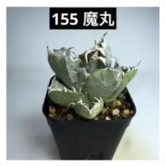 2025年最新】Agave titanota 魔丸の人気アイテム - メルカリ