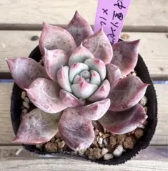 2025年最新】リンゼアナの人気アイテム - メルカリ