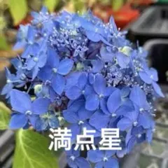 ヤマアジサイ 満点星①のサムネイル