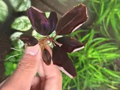 ブセファランドラ sp. ブラウニーゴースト（NK・西カリマンタン