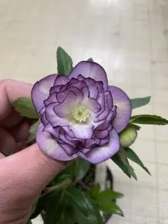 2026年最新】加藤農園さん苗の人気アイテム - メルカリ