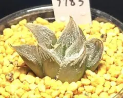 3783 猛獣 実生　多肉植物 ハオルチア アロエのサムネイル