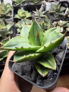 亮*谷様 ジェレミー産 Hidden Agave ホリダ×(クリスティニー×ポタ