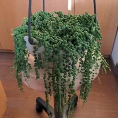 多肉植物　②グリーンネックレス　カット苗4本