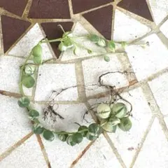 ③斑入り グリーンネックレス 錦 抜き苗