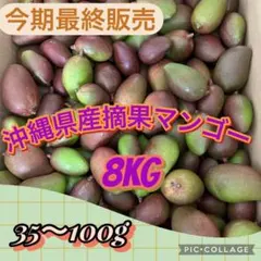 摘果マンゴー 6kg - メルカリ