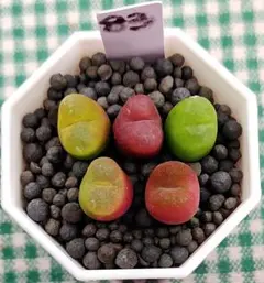 メル90110様 リクエスト 2点 まとめ商品