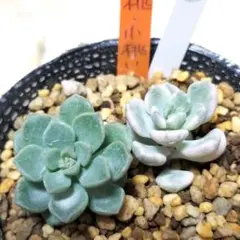 小桃いろは・小桃 ④ カット苗 多肉植物 6cmポットのサムネイル