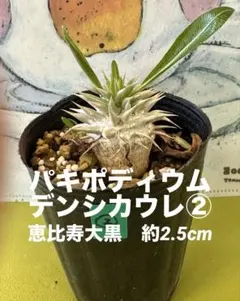 【超希少】 ホシクサ・クチホワイト　中株（6株以上）　おまけ付き　スネールなし 超希少】 ホシクサ・クチホワイト 中株（6株以上） おまけ付き