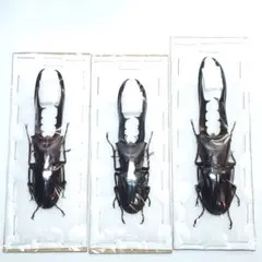 2026年最新】昆虫標本の人気アイテム - メルカリ