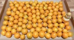 Masami様専用。金柑 箱込み約980ｇ