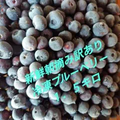 新鮮朝摘み訳あり　冷凍ブルーベリー　１．５キロ　栽培期間中農薬不使用のサムネイル