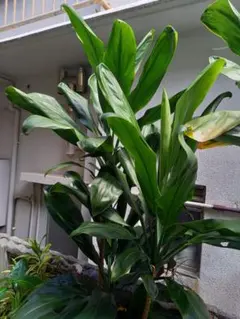 ティーリーフ 葉っぱ 200枚セット 2025年最新】ティーリーフ 葉の人気