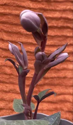 クリスマスローズ 原種 オドルス① シングル 緑 香り有り - メルカリ