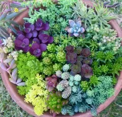 Sale❣️多肉植物セダム カット苗18種詰め合せ 寄せ植えセットゆうゆうメルカリ