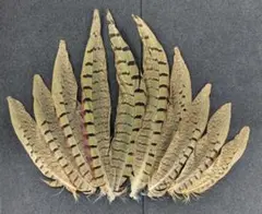 Item thumbnail for item 131c96dc-21c7-4472-80e8-842c9acd33c8