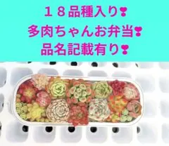 １８品種　多肉ちゃんお弁当❣