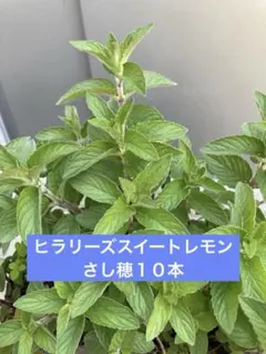 ハーブ　無農薬　ヒラリーズスイートレモンさし穂１０本のサムネイル