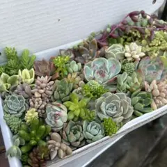 多肉弁当　エケベリア　セダム詰め合わせ