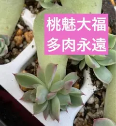 桃魅大福♡    希少⭐︎ 多肉永遠さん　大福シリーズ