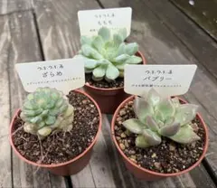 多肉植物　ざらめ　ももも　バブリー　カット苗のサムネイル