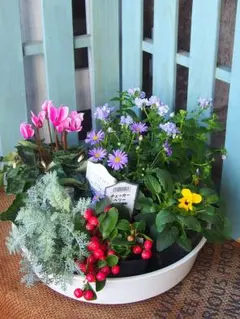 2025年最新】花苗の人気アイテム - メルカリ