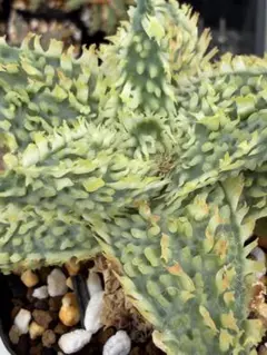 アロエ ハイブリッド Aloe hybrid 第四種 JLー17 - メルカリ