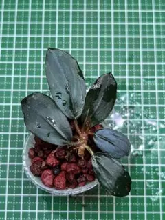 Nao123様 リクエスト 3点 まとめ商品