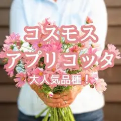 【お花の種】コスモス☆秋桜 アプリコッタ 種子 約20粒！のサムネイル