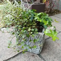 イペー 苗 イッペー 黄色 イエロー 花木 観葉植物 沖縄園芸 樹木園芸