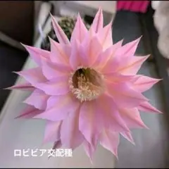 【46センチ高】ロビビア　交配　11年物　鉢ごと発送 46センチ高】ロビビア 交配 11年物 鉢ごと発送 - メルカリ