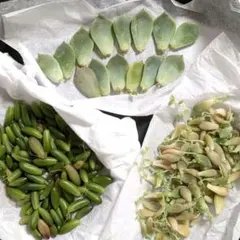 多肉植物 白牡丹 虹の玉 姫秀麗 葉挿し用 詰め合わせ 発根のサムネイル