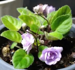 《セントポーリア》 芽出し苗のサムネイル