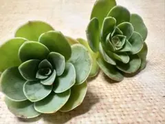 新入荷　2株セット　グリーノビア　パルマハイブリッド種　アエオニウム