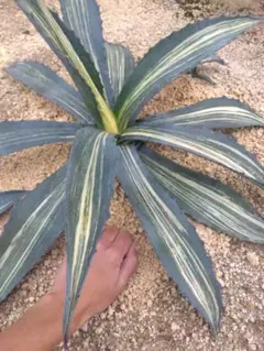 2026年最新】アガベ アメリカーナ 大株の人気アイテム - メルカリ