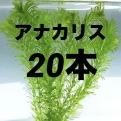 2026年最新】アナカリスの人気アイテム - メルカリ