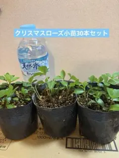 ♡加藤農園♡ 美株ピコティ充実株　親・ボッコネイhyb 小輪系 2026年最新】加藤農園さん苗の人気アイテム - メルカリ