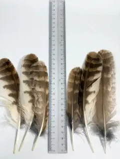 フクロウの羽　モリフクロウ　6枚セット