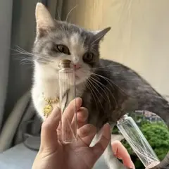 Item thumbnail for item 2510942d-45b9-466a-bea7-705d1b67f8fc