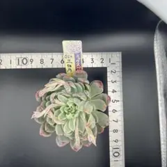 可愛い 根っこモリモリ ミックスベリア ちょこん32 多頭 葉挿しっ子 第