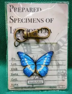 2026年最新】蝶 標本 モルフォの人気アイテム - メルカリ