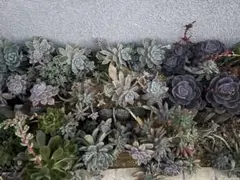 多肉植物　カット苗　2セット　アエオニウム多め