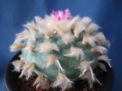 2025年最新】赤花烏羽玉の人気アイテム - メルカリ