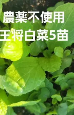 年子母様 リクエスト 2点 まとめ商品　各10苗　計20苗