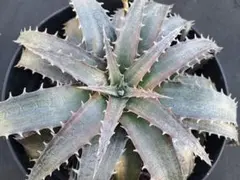 アガベ キシロナカンサ Agave xylonacantha 酒呑童子 子株 - メルカリ