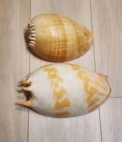 2026年最新】ヤシガイの人気アイテム - メルカリ