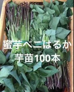 栗かぐや 100本 さつまいも苗 無農薬 - メルカリ