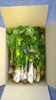 高地天然山ウド長野県産300グラム - メルカリ