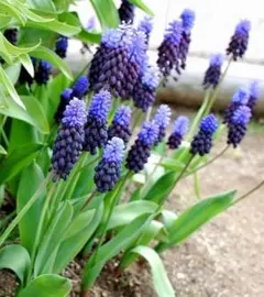 あだ様 リクエスト 2点 まとめ商品