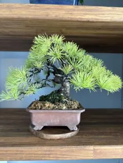 五葉松 盆栽【引取り限定】H52cm W65cm D50cm 葉性抜群 - メルカリ